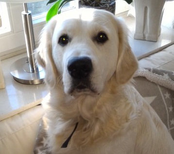 Golden-Retriever-Bremen