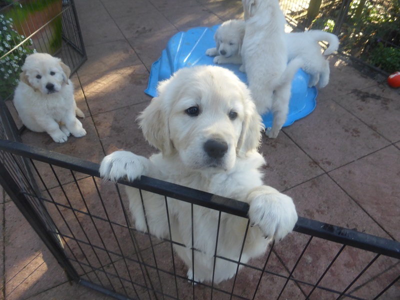 Golden-Retriever-Bremen