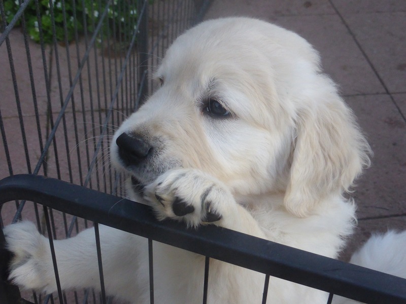 Golden-Retriever-Bremen