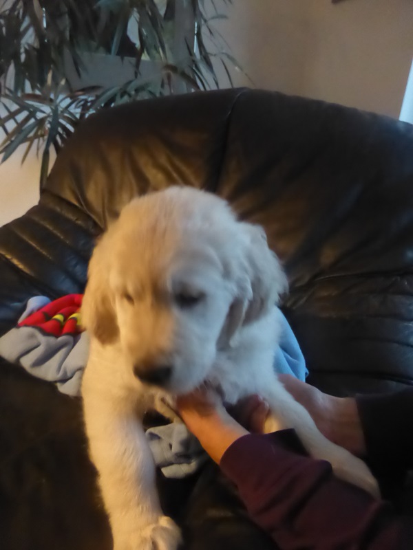 Golden-Retriever-Bremen