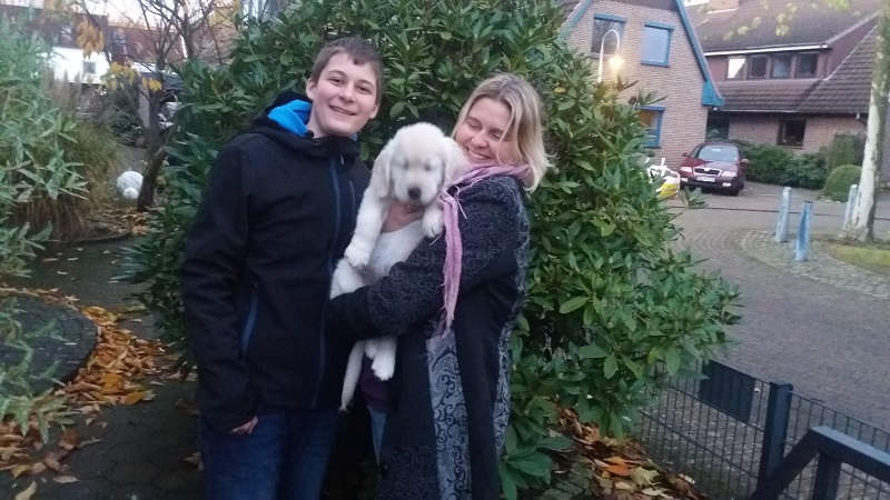 Golden-Retriever-Bremen