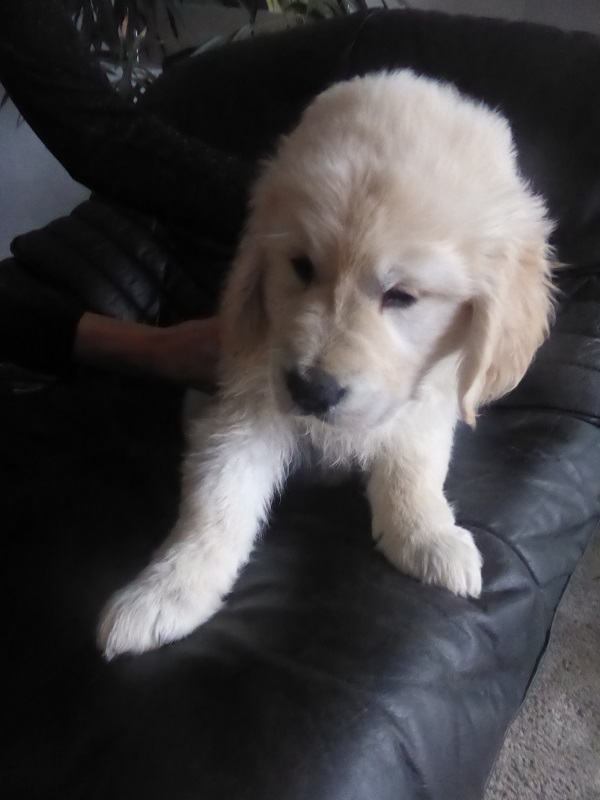 Golden-Retriever-Bremen