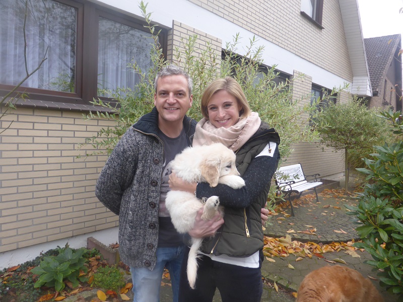 Golden-Retriever-Bremen