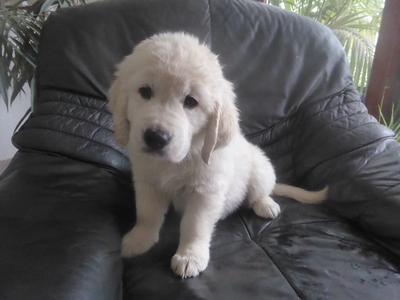 Golden-Retriever-Bremen