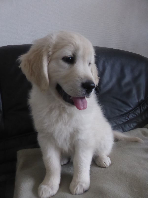 Golden-Retriever-Bremen