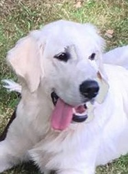 Golden-Retriever-Bremen