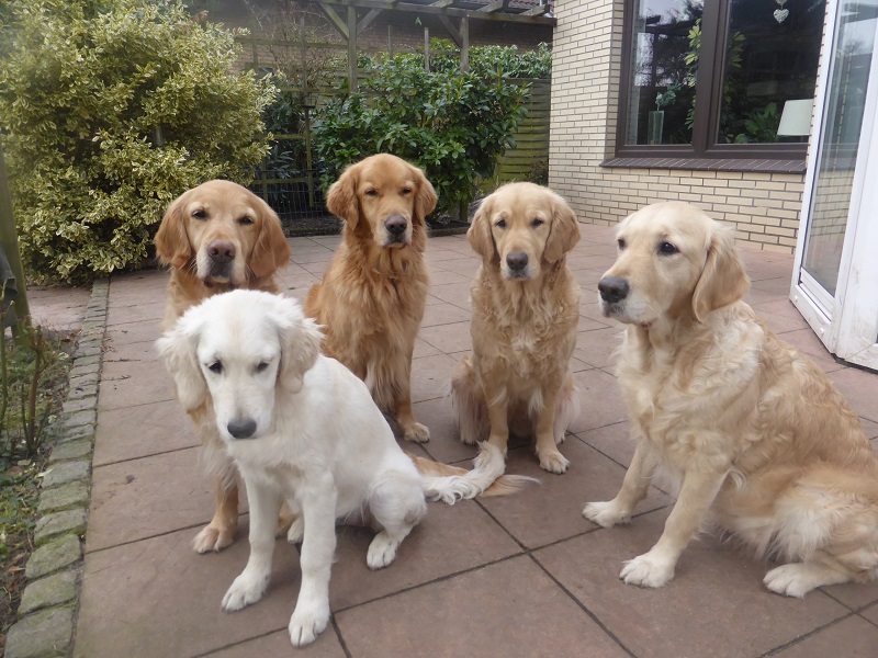 Golden-Retriever-Bremen