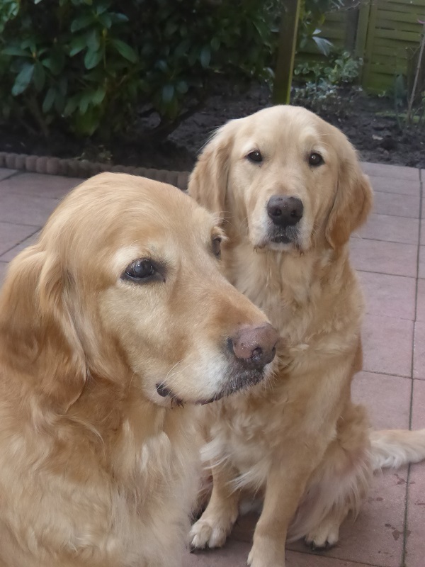 Golden-Retriever-Bremen