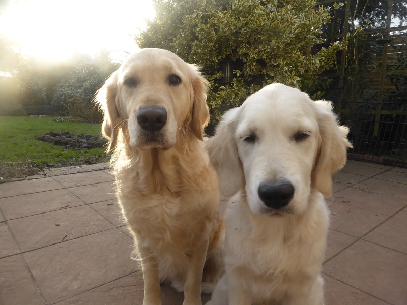Golden-Retriever-Bremen