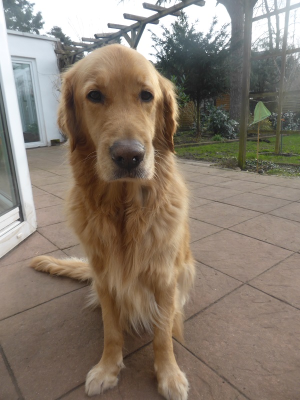 Golden-Retriever-Bremen