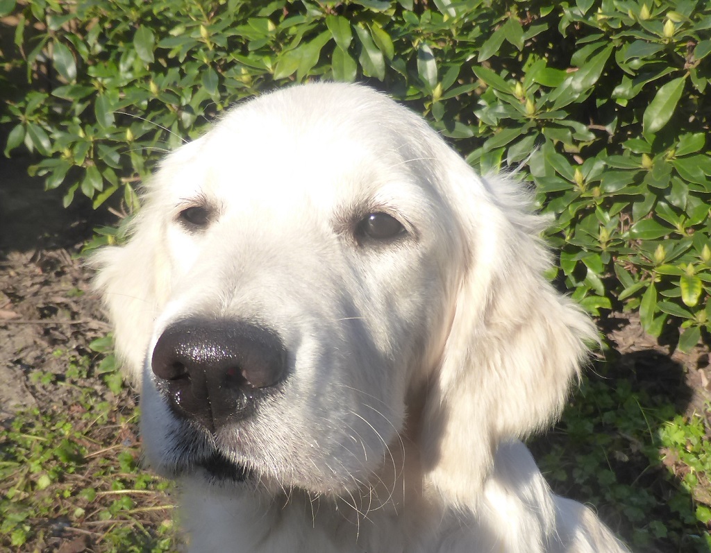 Golden-Retriever-Bremen
