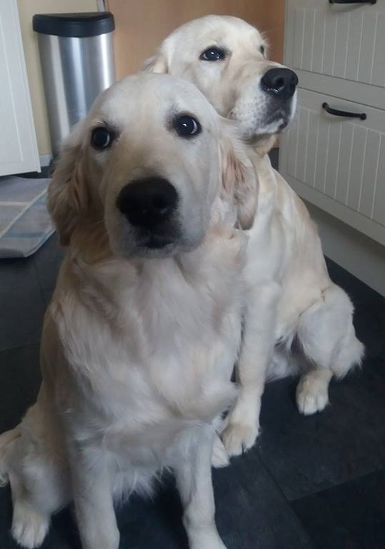 Golden-Retriever-Bremen