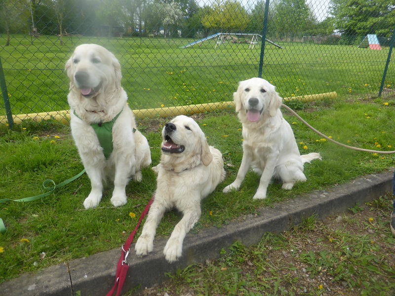 Golden-Retriever-Bremen