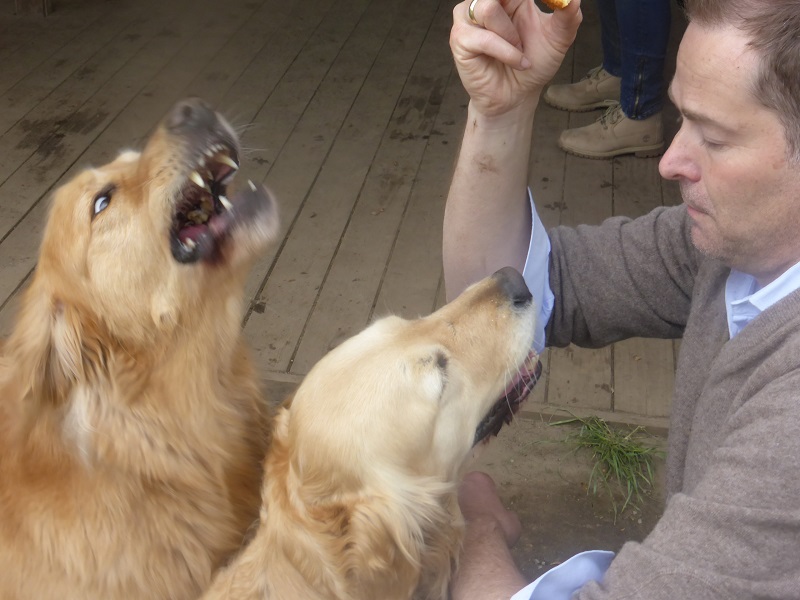 Golden-Retriever-Bremen