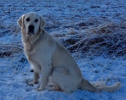 Golden-Retriever-Bremen
