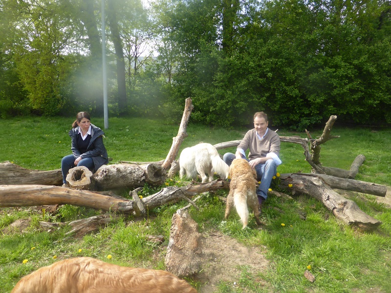 Golden-Retriever-Bremen