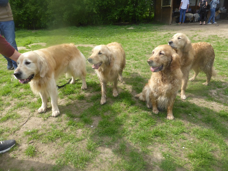 Golden-Retriever-Bremen