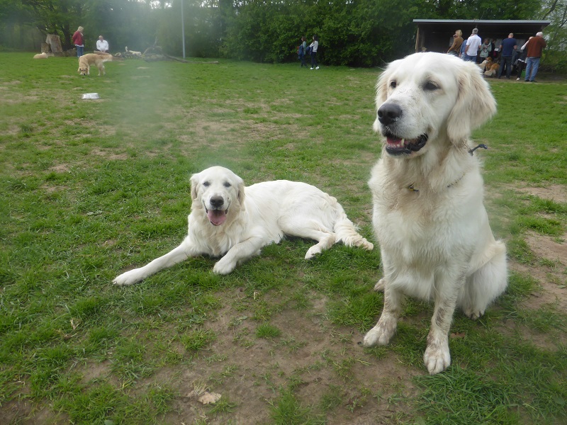 Golden-Retriever-Bremen