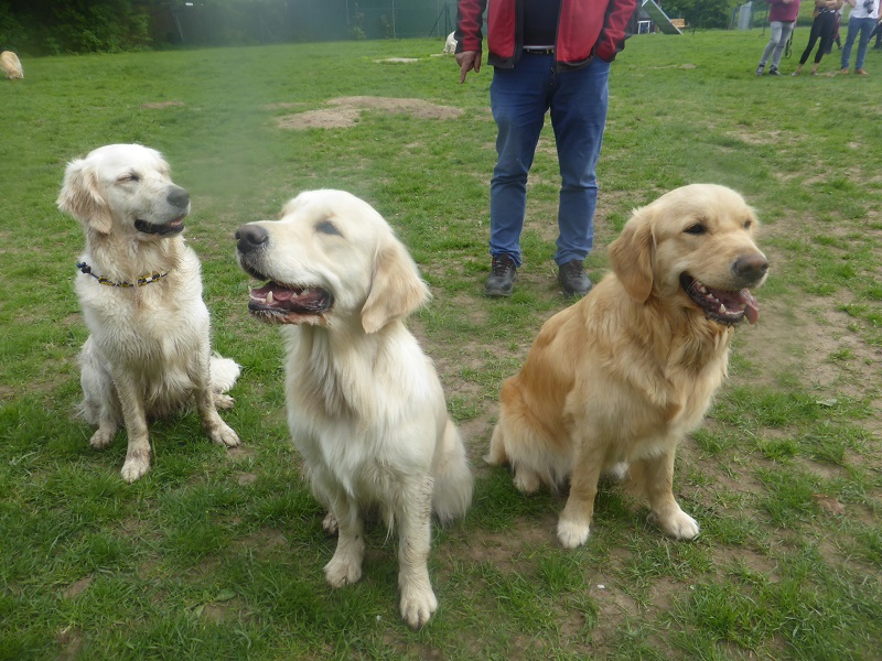 Golden-Retriever-Bremen