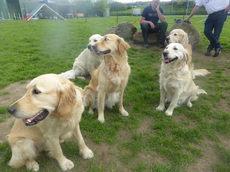 Golden-Retriever-Bremen