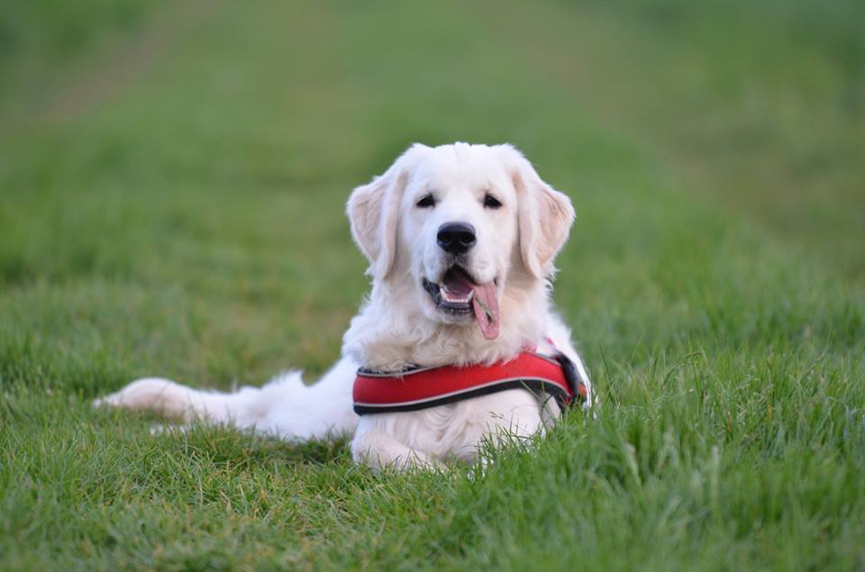 Golden-Retriever-Bremen