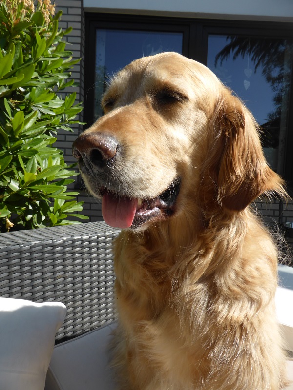 Golden-Retriever-Bremen