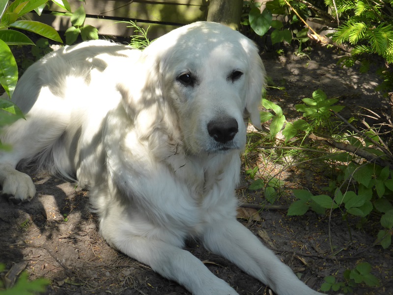 Golden-Retriever-Bremen