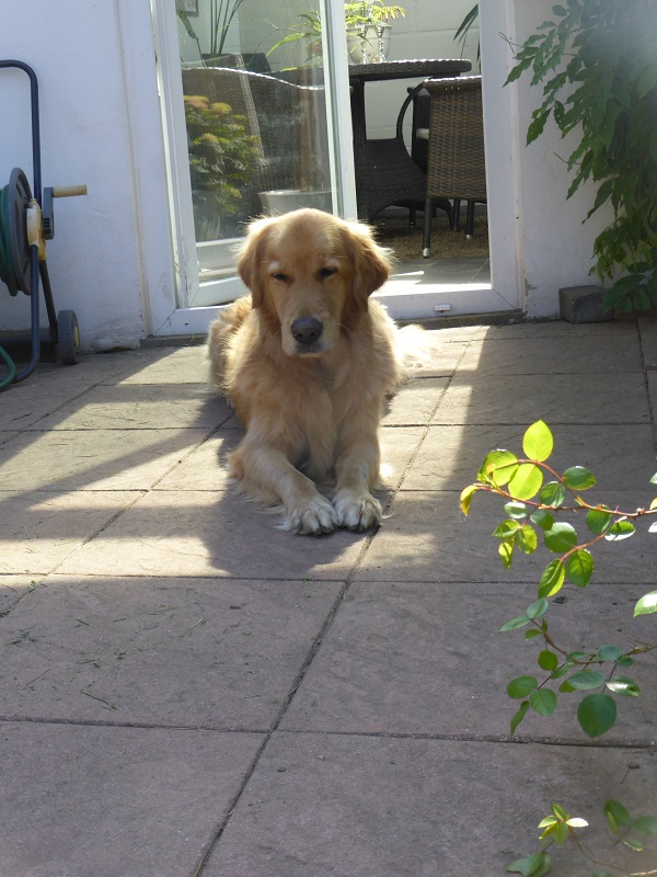 Golden-Retriever-Bremen