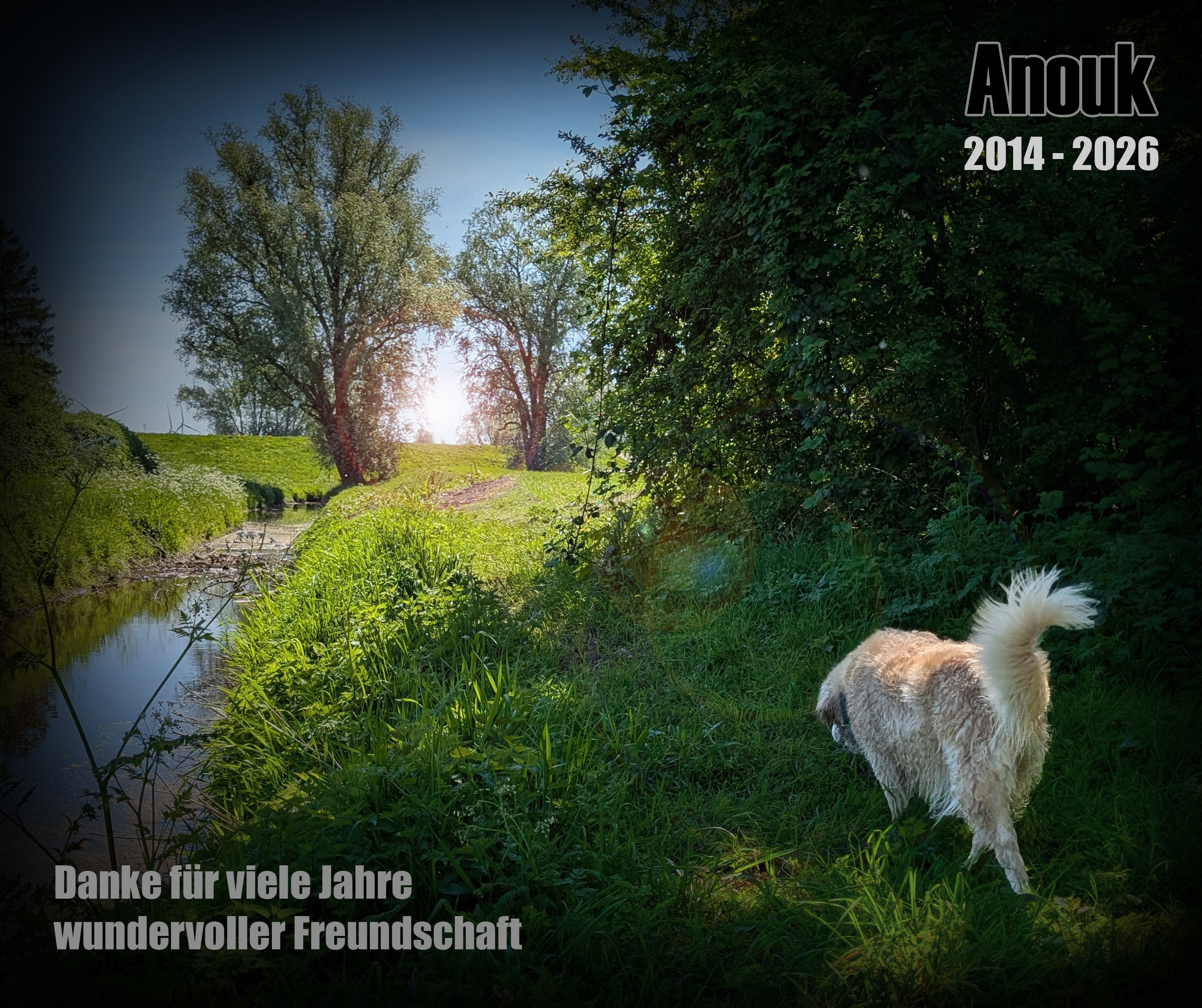 Golden-Retriever-Bremen