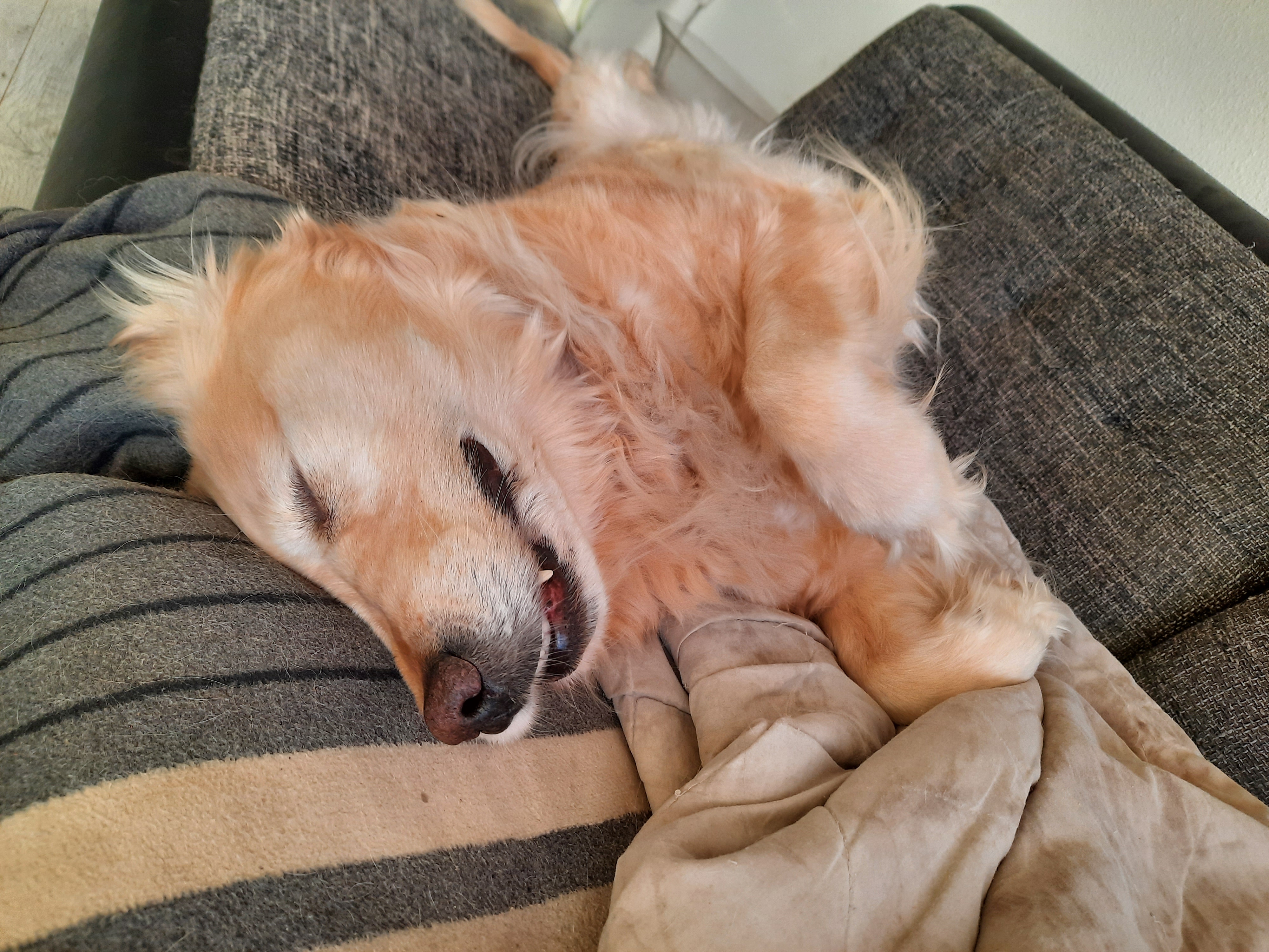 Golden-Retriever "Famous Golden Anouk of Glory" aus Bremen