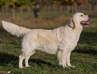 Golden-Retriever-Bremen