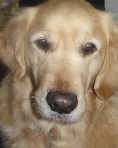 Golden-Retriever-Bremen