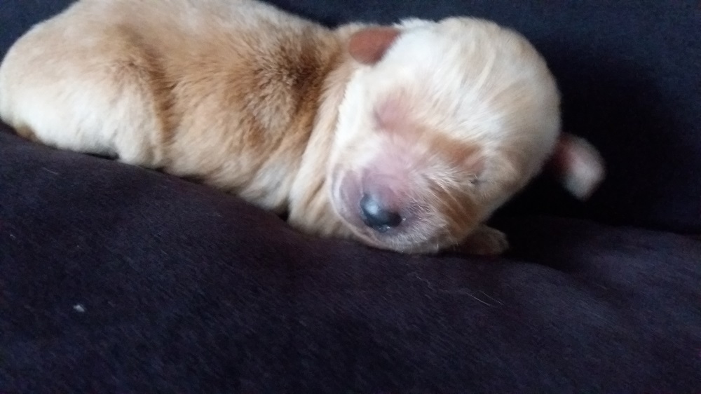Golden-Retriever-Bremen