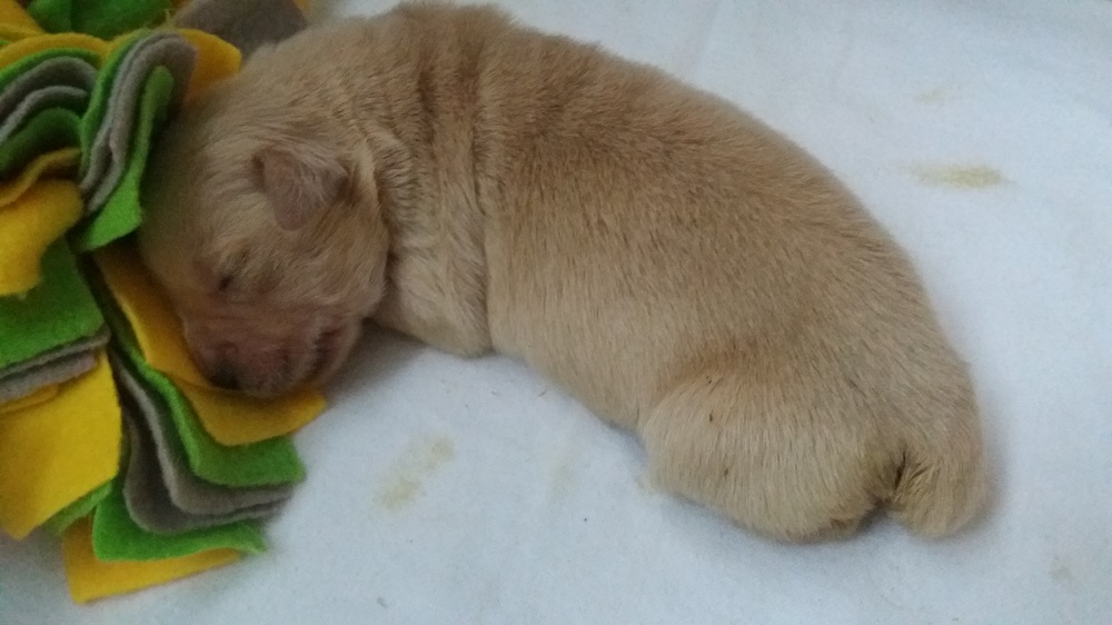 Golden-Retriever-Bremen