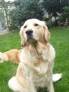 Golden-Retriever-Bremen