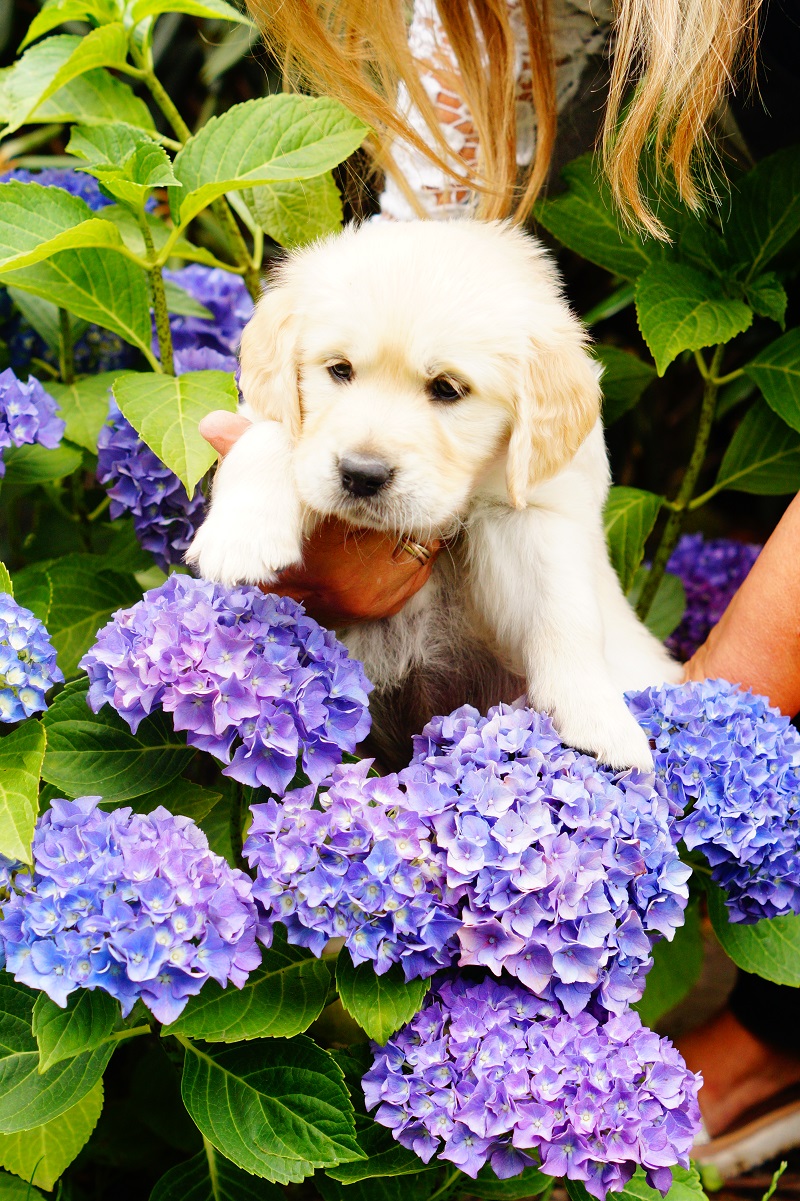 Golden-Retriever-Bremen