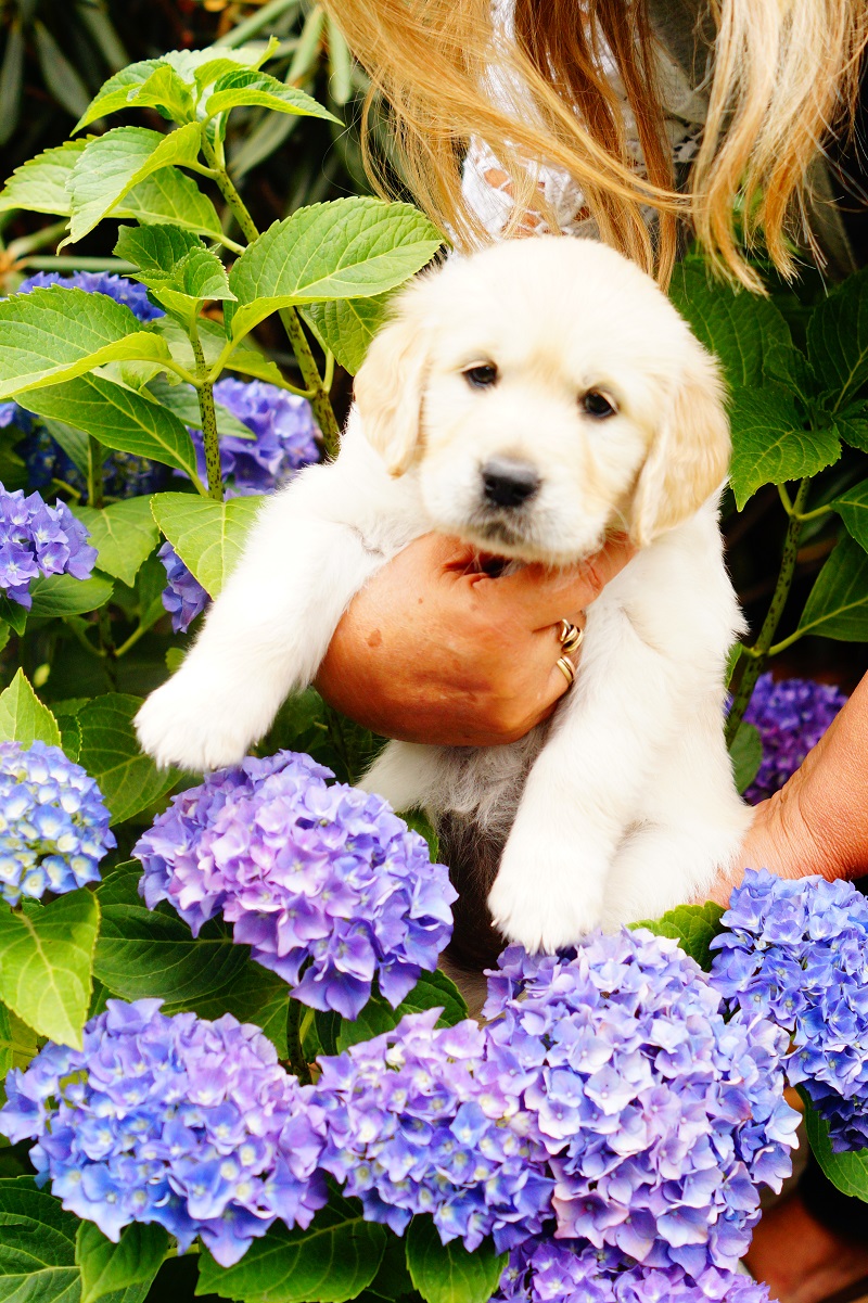 Golden-Retriever-Bremen