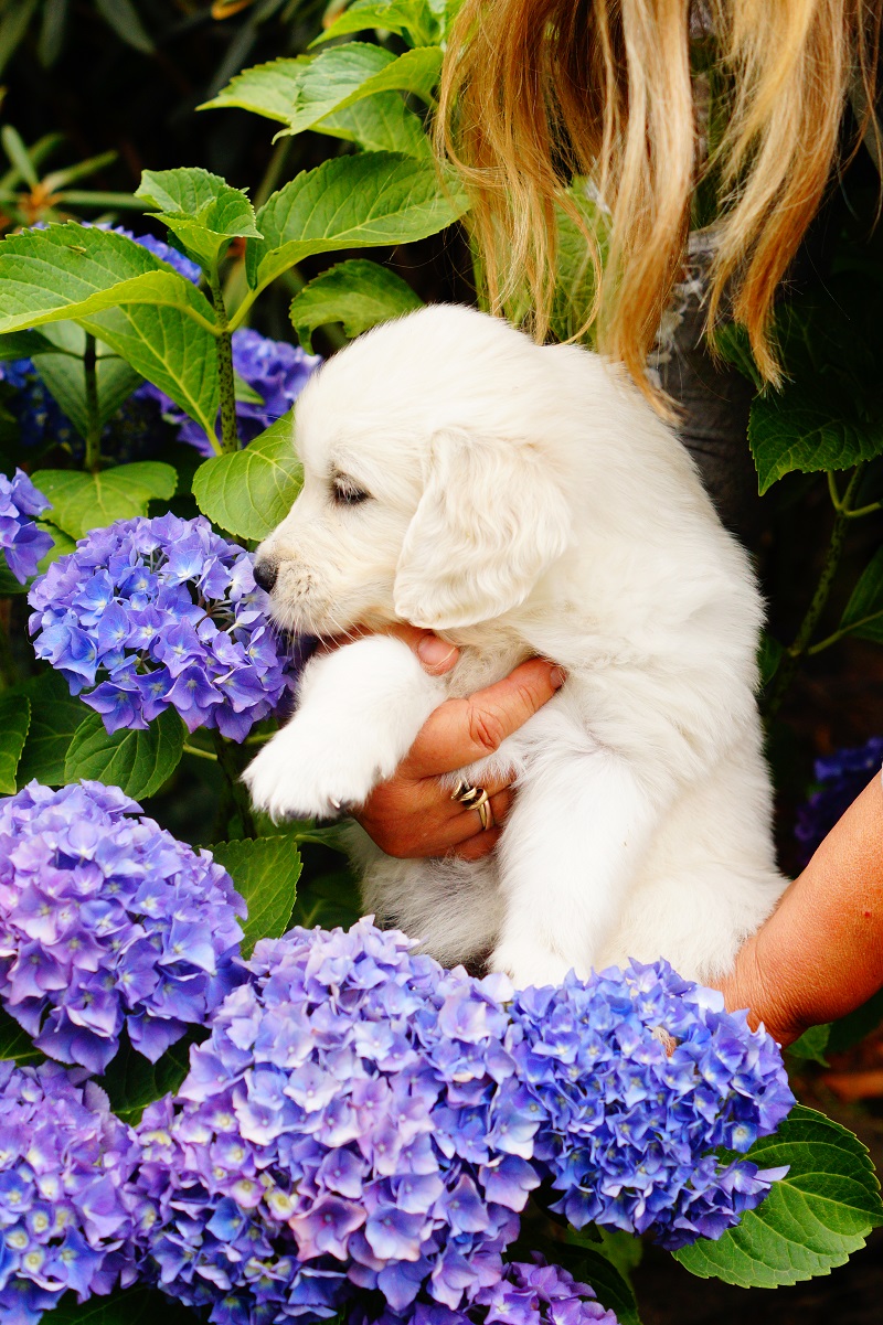 Golden-Retriever-Bremen