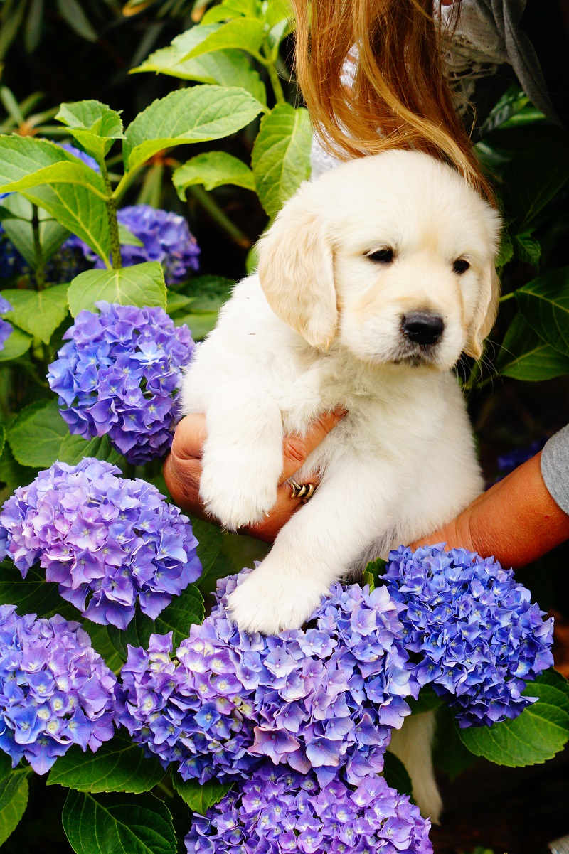 Golden-Retriever-Bremen