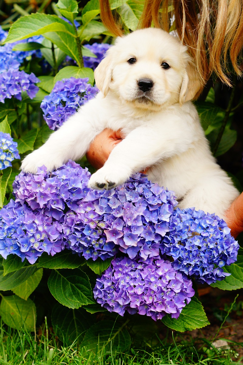 Golden-Retriever-Bremen