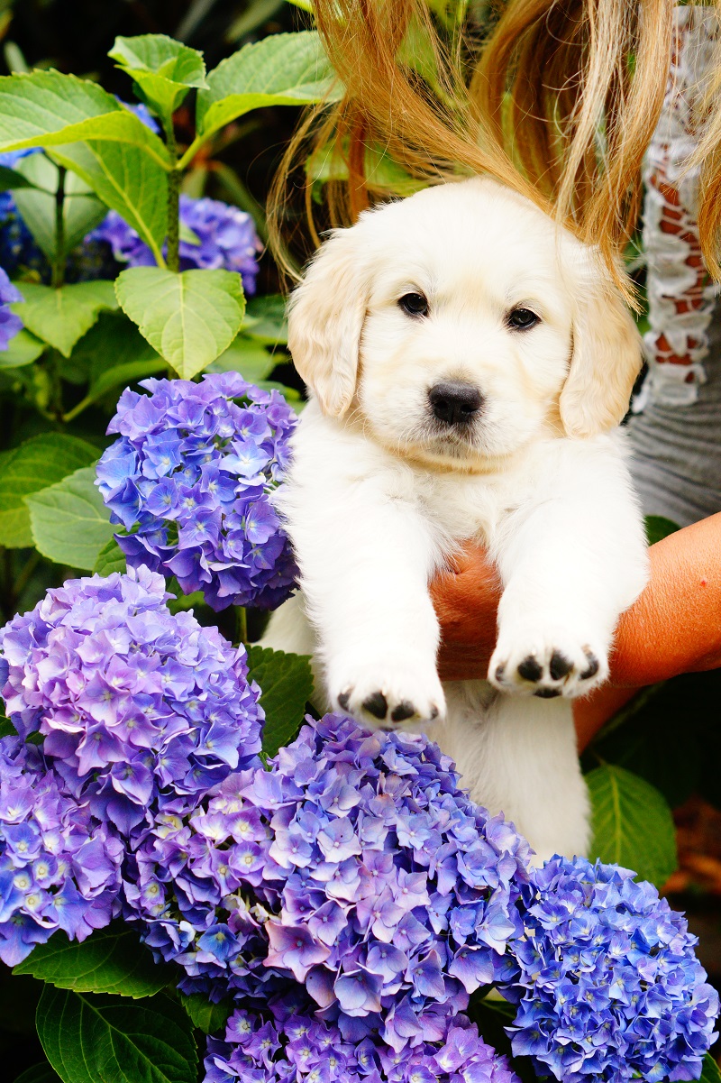 Golden-Retriever-Bremen