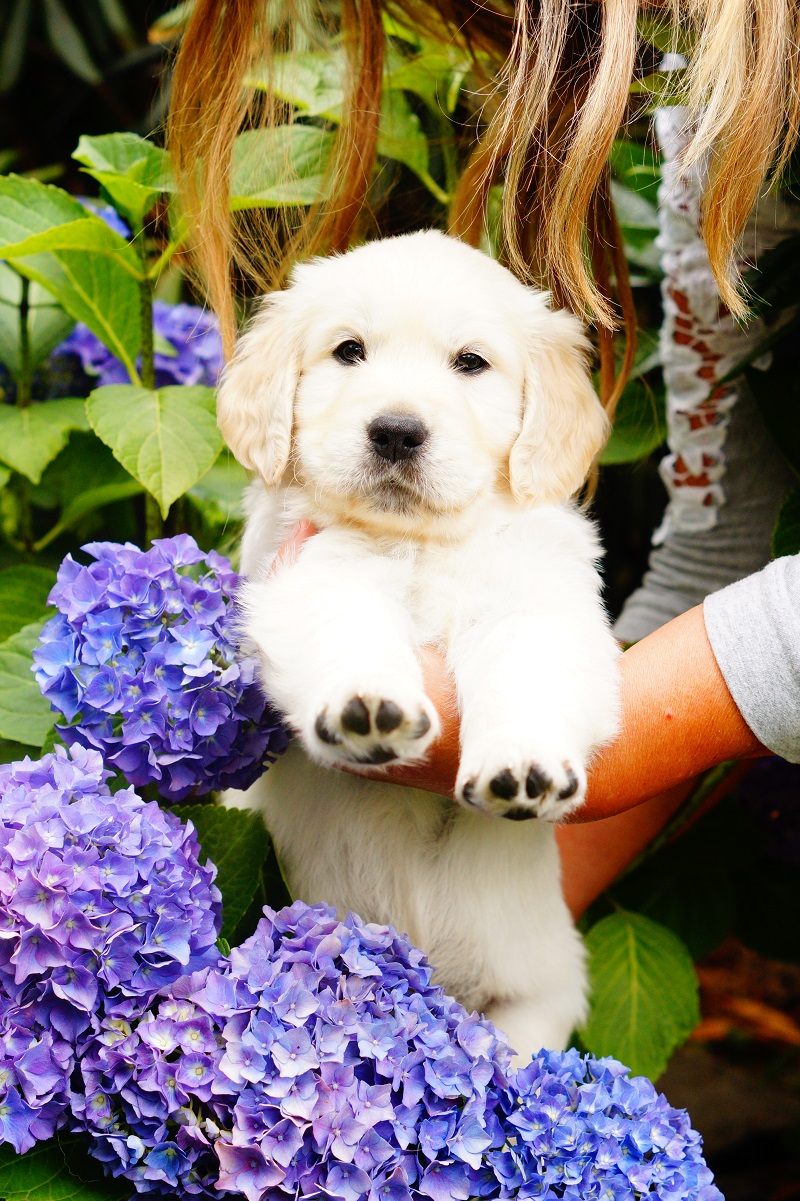 Golden-Retriever-Bremen