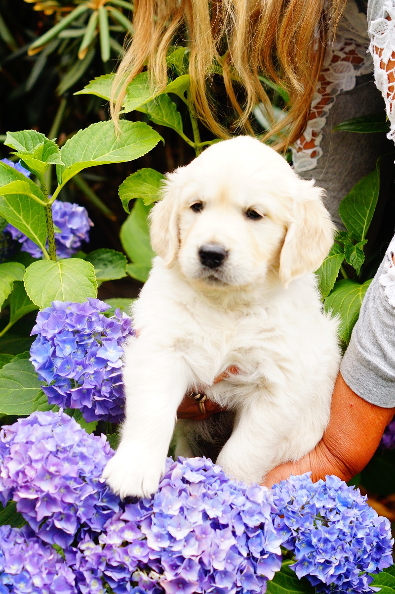 Golden-Retriever-Bremen