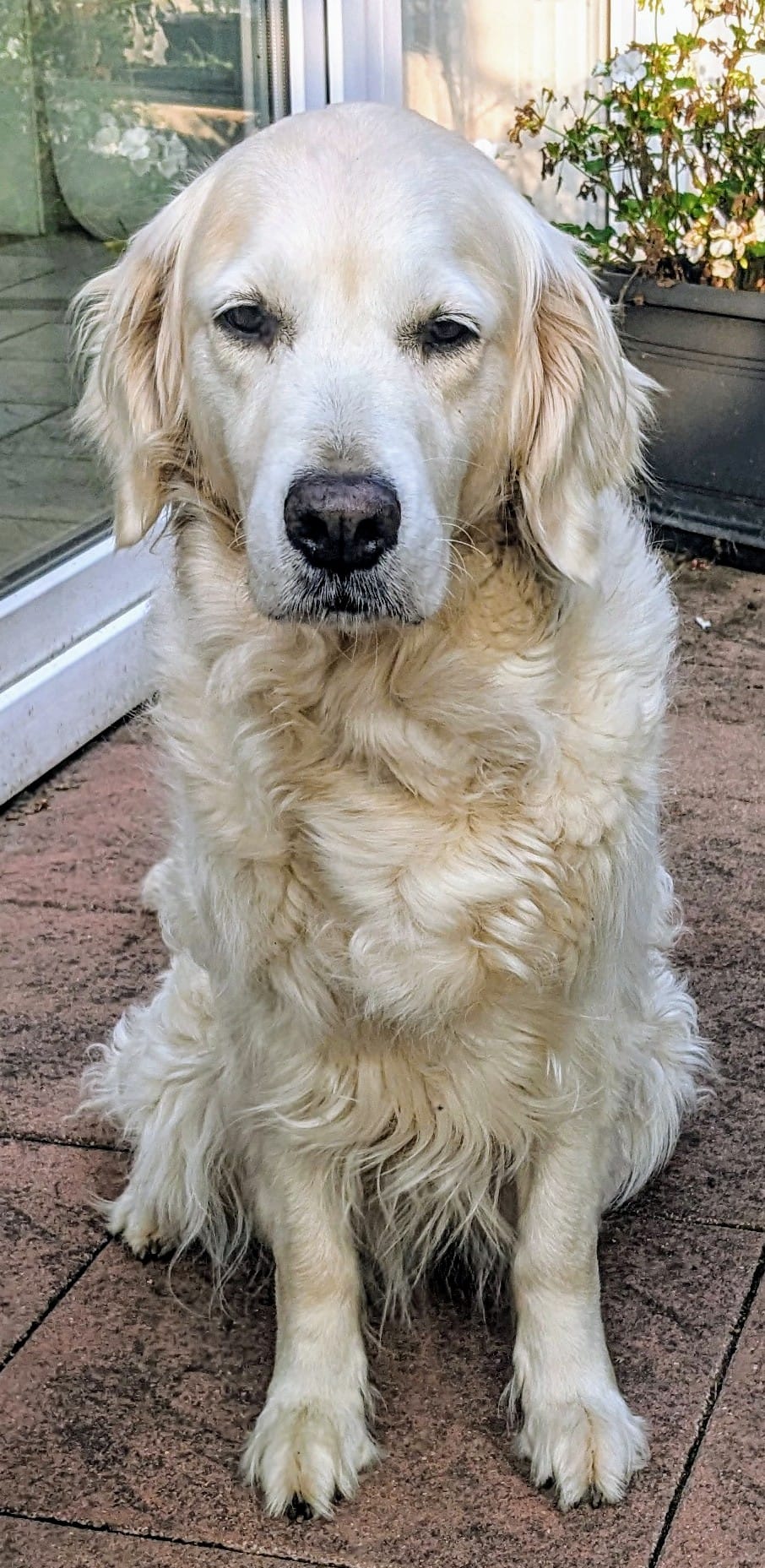 Golden-Retriever-Bremen