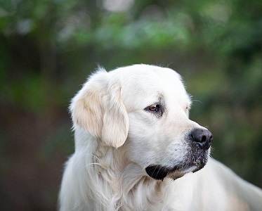 Golden-Retriever-Bremen