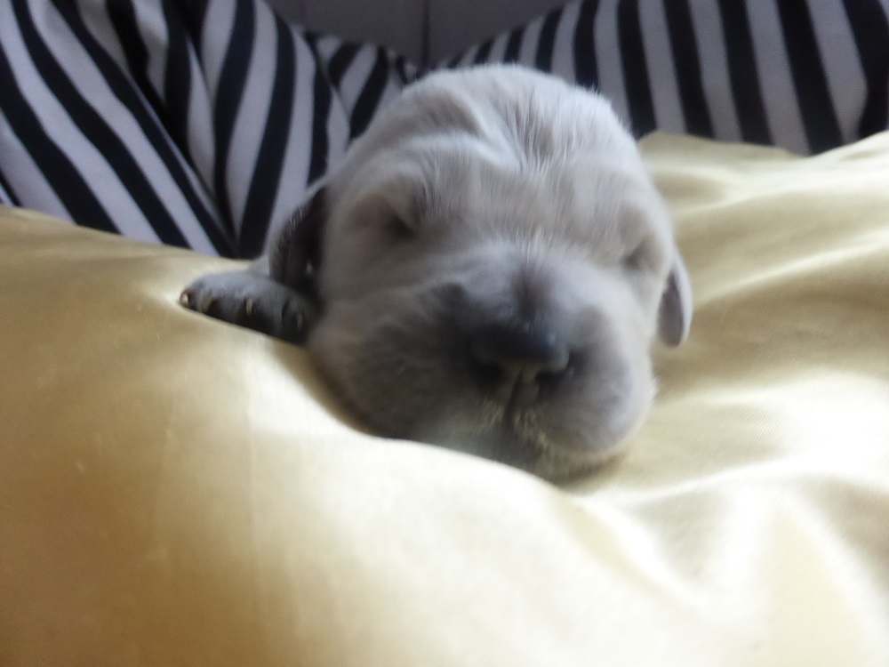 Golden-Retriever-Bremen