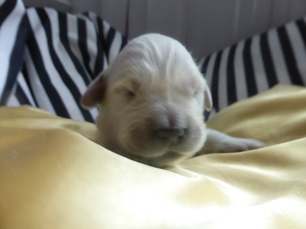 Golden-Retriever-Bremen