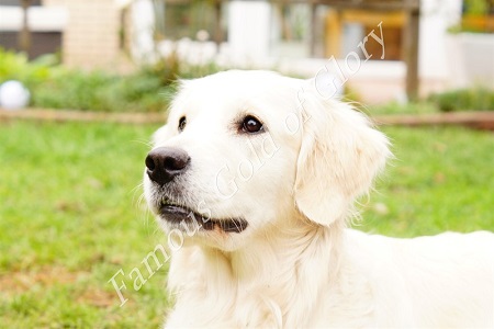 Golden-Retriever-Bremen