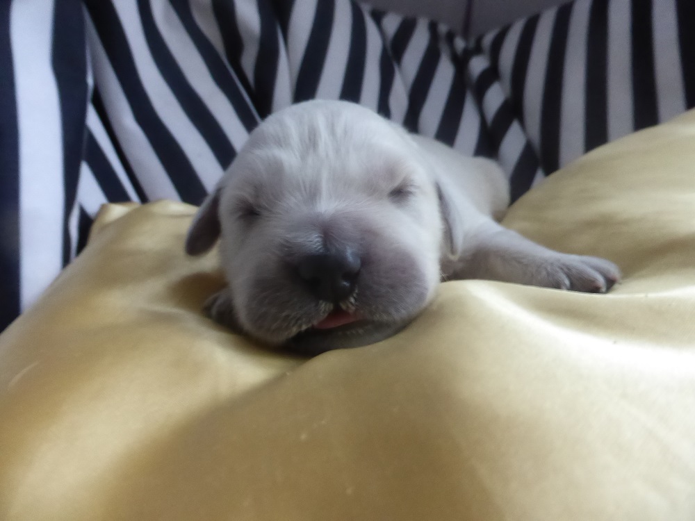 Golden-Retriever-Bremen