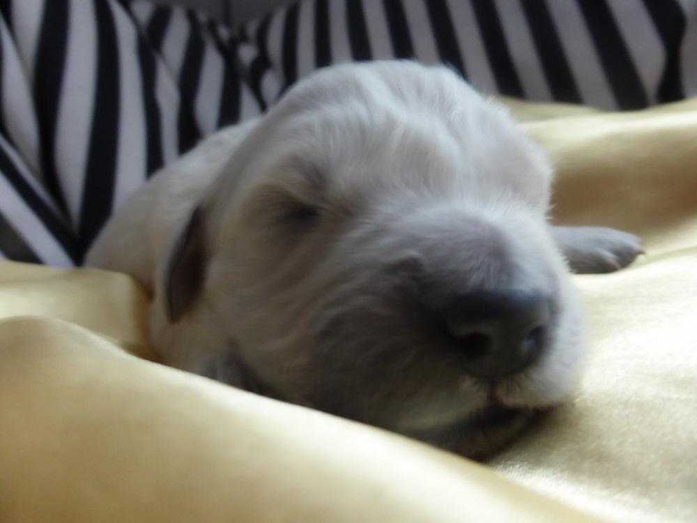 Golden-Retriever-Bremen